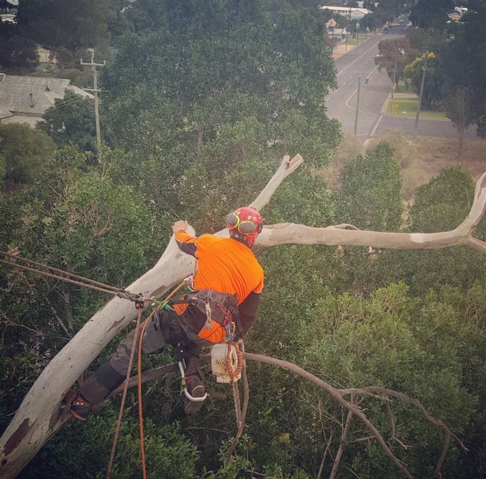 Man With Safety Harness on Top of Tree — A1 Tree Services NSW in Dubbo, NSW