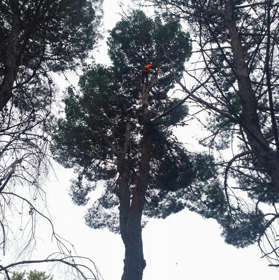 Pruning Tall Tree — A1 Tree Services NSW in Dubbo, NSW