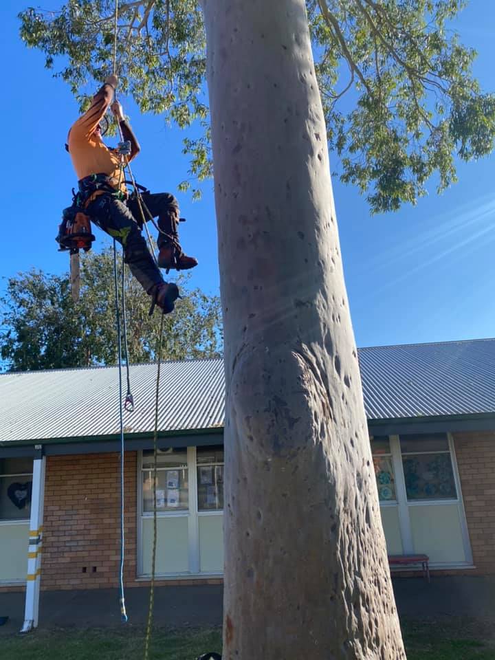 Arborist Hanging on a Tree — A1 Tree Services NSW in Coonabarabran, NSW
