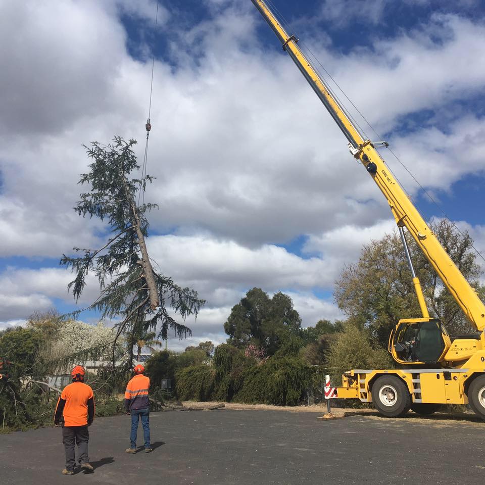 Yellow Crane Lifting Tree — A1 Tree Services NSW in Dubbo, NSW