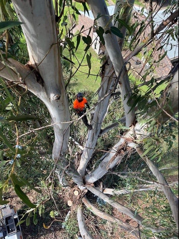 Pruning Tree Service — A1 Tree Services NSW in Dubbo, NSW