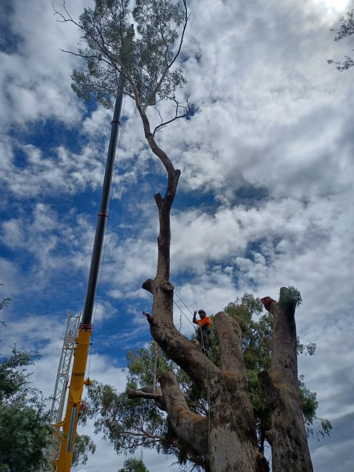 Arborist on Tree Trunk — A1 Tree Services NSW in Dubbo, NSW