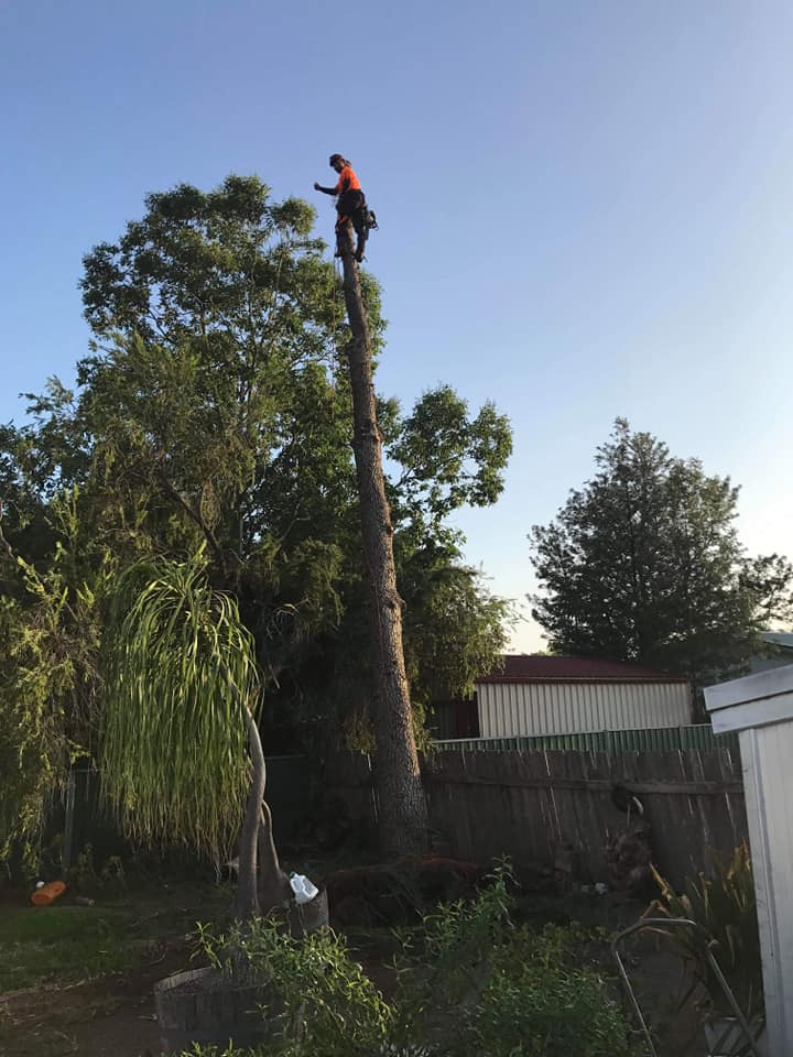 Arborist on Top a Fallen Tree — A1 Tree Services NSW in Coonamble, NSW