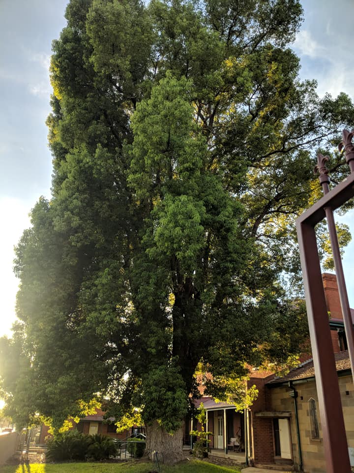 Large Tree on a Residential Area — A1 Tree Services NSW in Dubbo, NSW