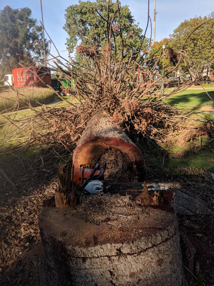 Large Stump for Removal — A1 Tree Services NSW in Dubbo, NSW
