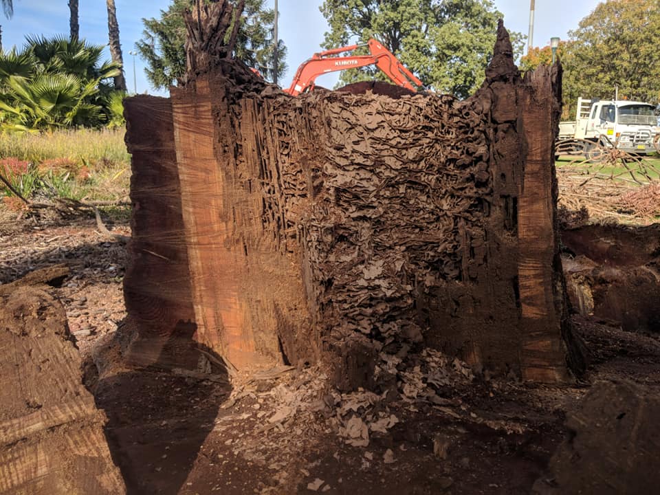 Cut Down Tree and its Stump — A1 Tree Services NSW in Dubbo, NSW