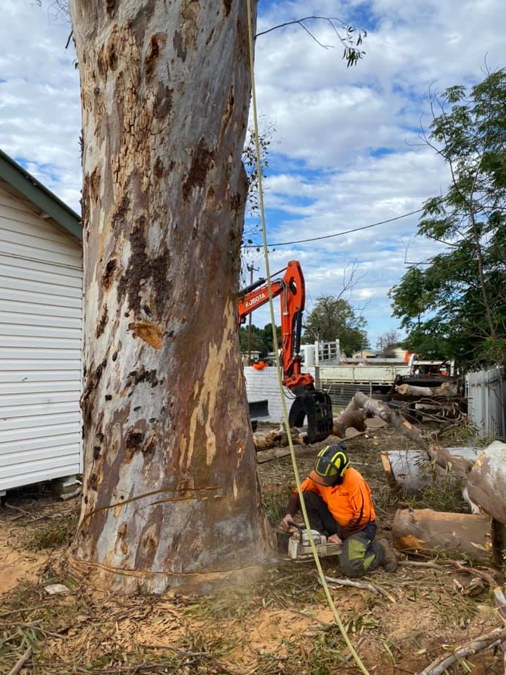 Cutting dow tree — A1 Tree Services NSW in Cobar, NSW