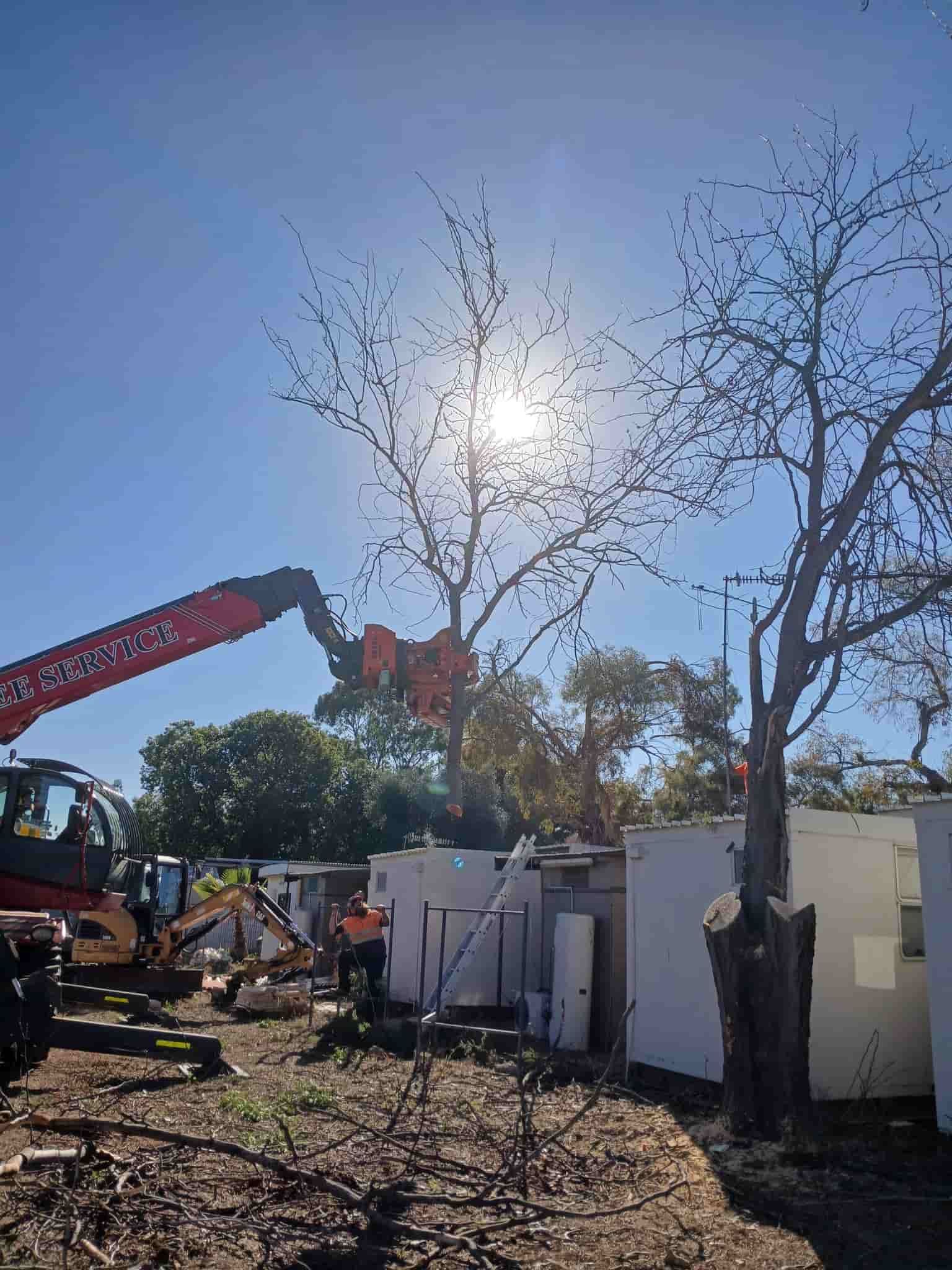 A Crane Removes a Tree Near Small Buildings — A1 Tree Services NSW in Dubbo, NSW