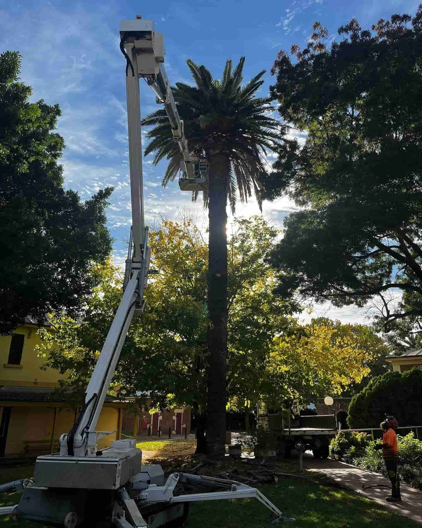 A man in a crane is tending to a tall tree.