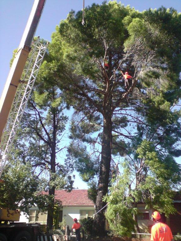 In Progress of Cutting Down Tree — A1 Tree Services NSW in Cobar, NSW