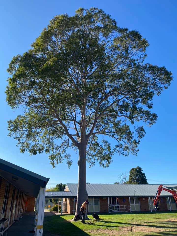 Preparing for Tree Removal Service — A1 Tree Services NSW in Coonabarabran, NSW