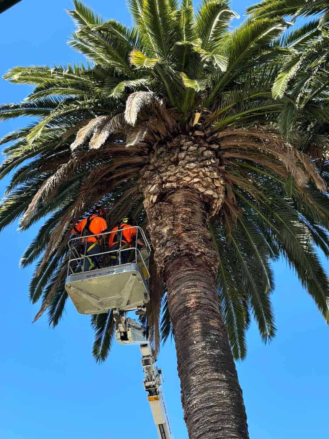 Two Workers Are on a Lift Trimming a Tall Palm Tree — A1 Tree Services NSW in Dubbo, NSW