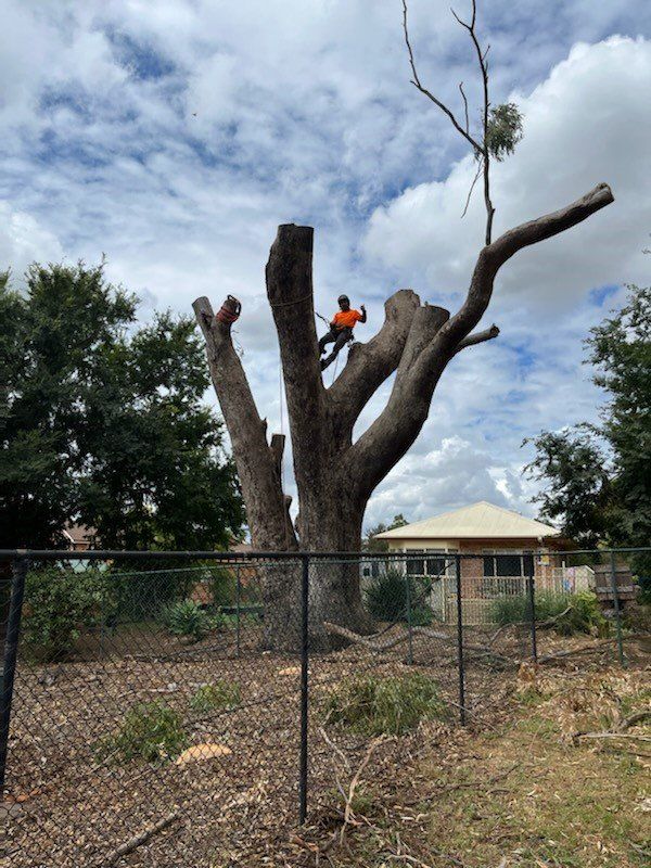 Arborist with Safety Harness — A1 Tree Services NSW in Walgett, NSW