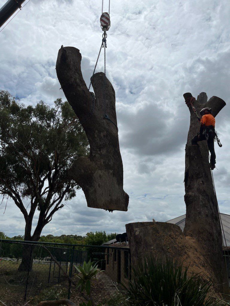 Lifting a Large Piece of a Trunk — A1 Tree Services NSW in  Walgett, NSW