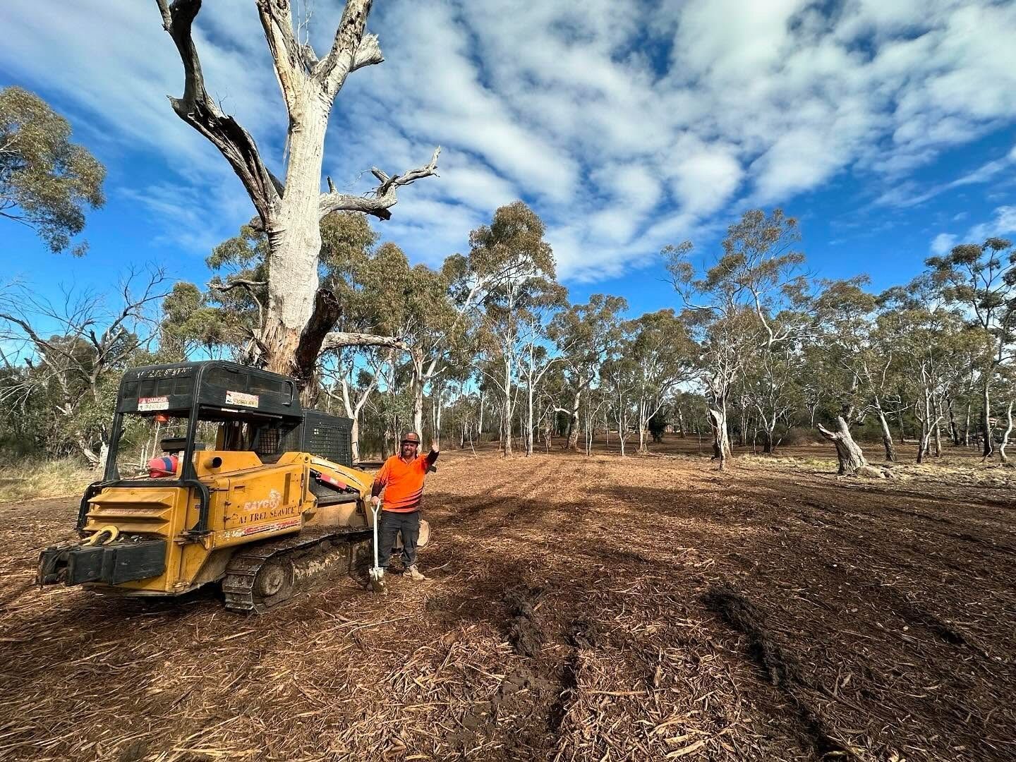 Worker Doing Tree Removal