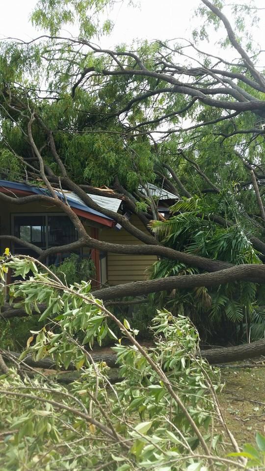 Fallen Tree Outside a Residential House