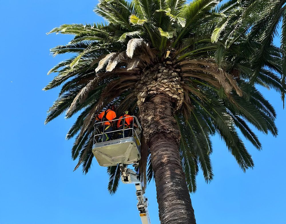 Two Workers Are on a Lift Trimming a Tall Palm Tree