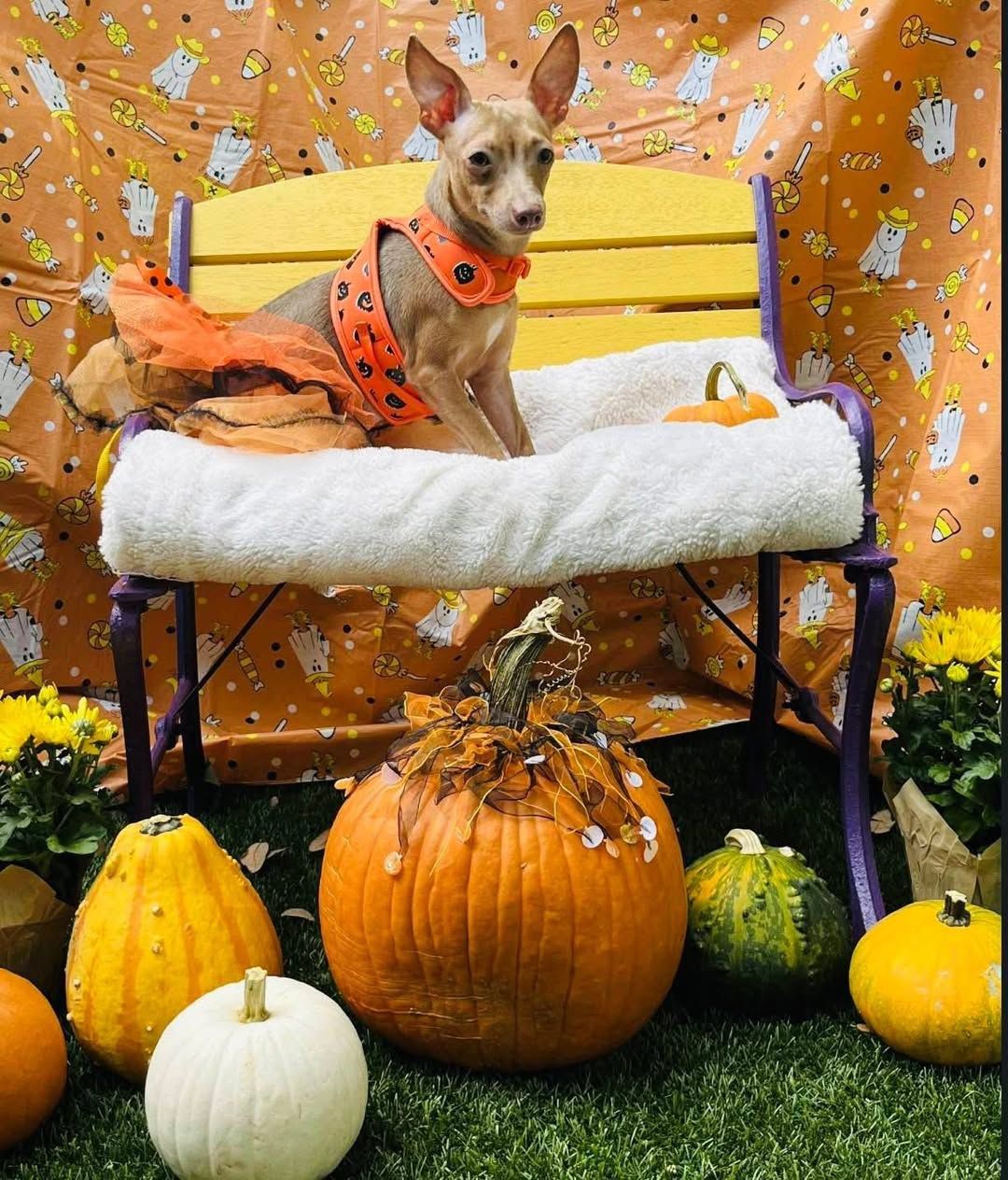 the prettiest pup ever - Juniper in her lovely little orange ballerina skirt. Juniper is a light brown/fawn colour, wearing an orange harness. 