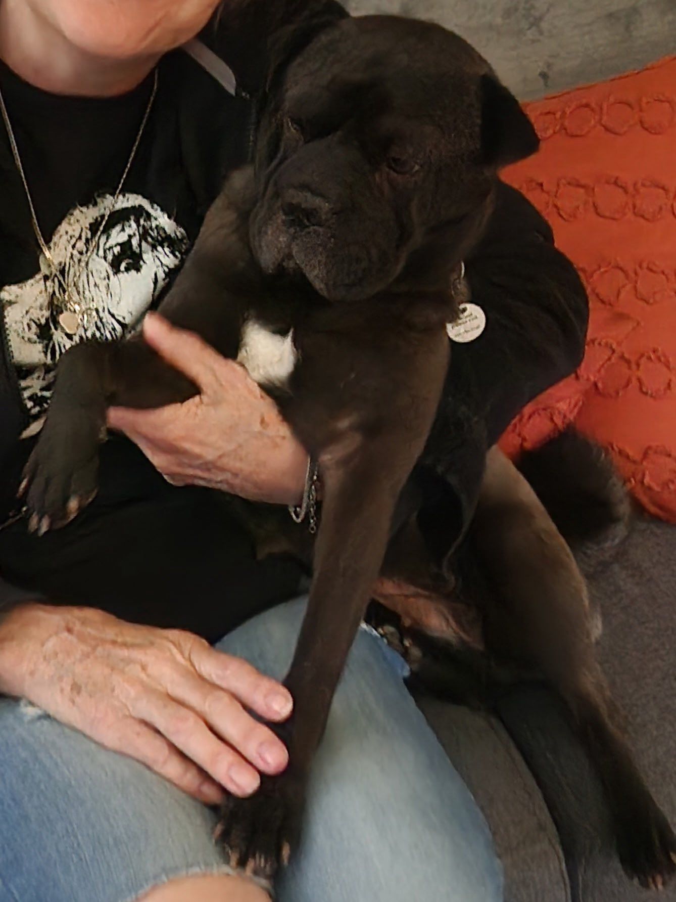black shar-pei and pug mix named Brittany