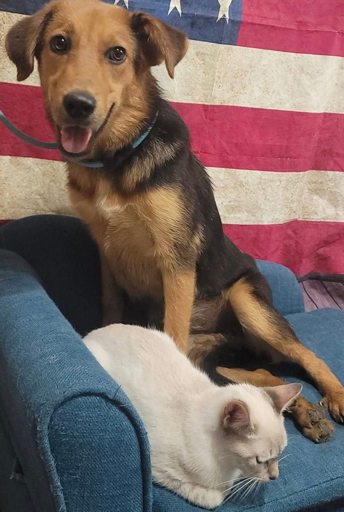 A brown/black German Shepherd mix puppy, named Charlotte. Sitting politely with a white cat and the American flag in the background.