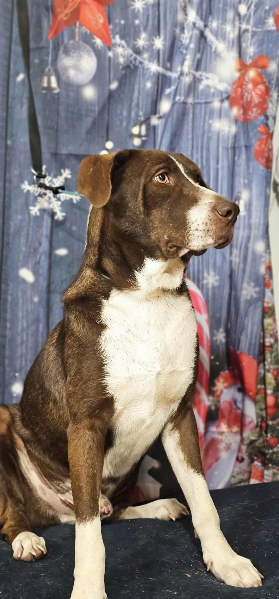 A brown and white lab/bulldog mixed named Harvey