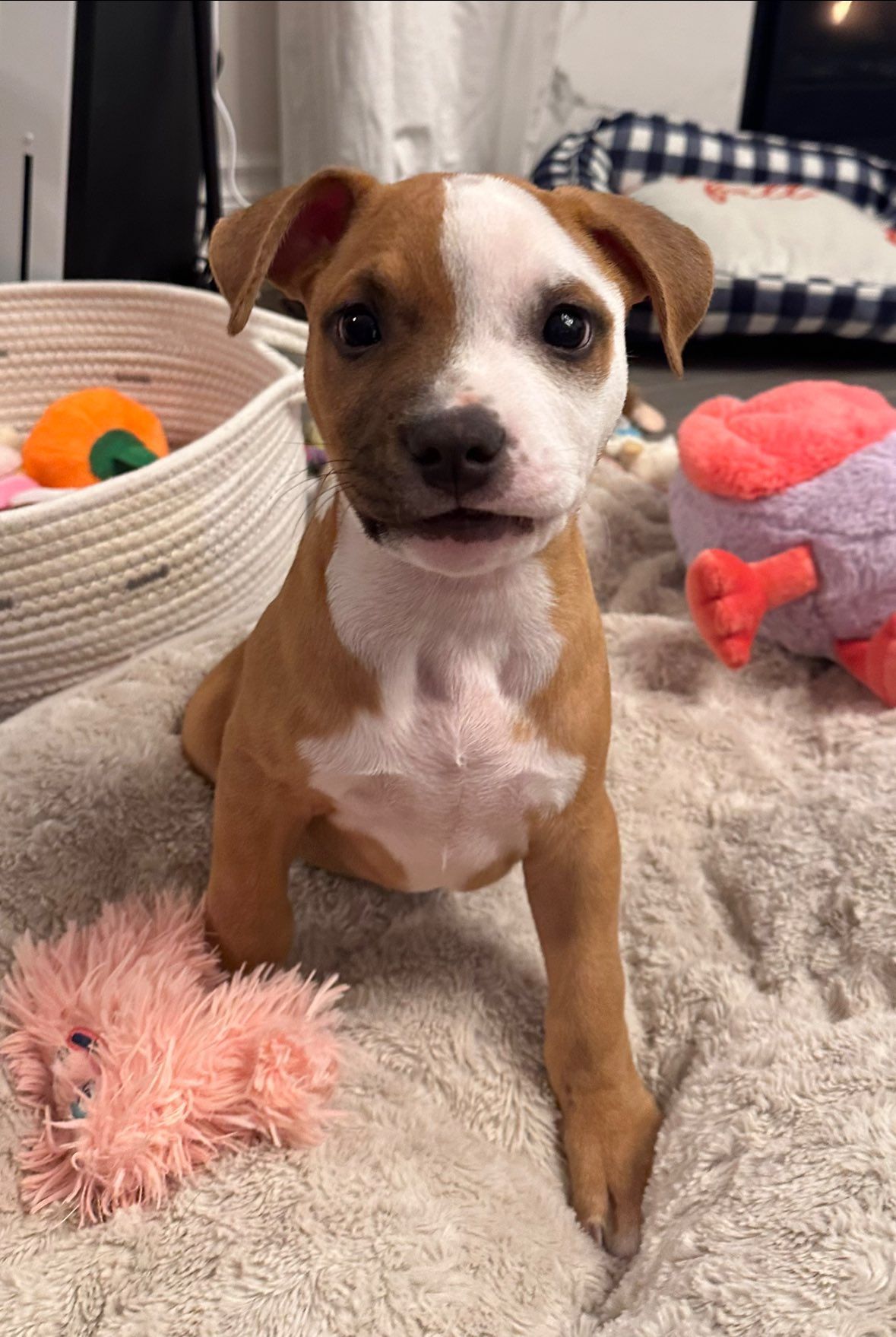 a white and brown boxer mixed puppy named Harvey. He's just a little potato.