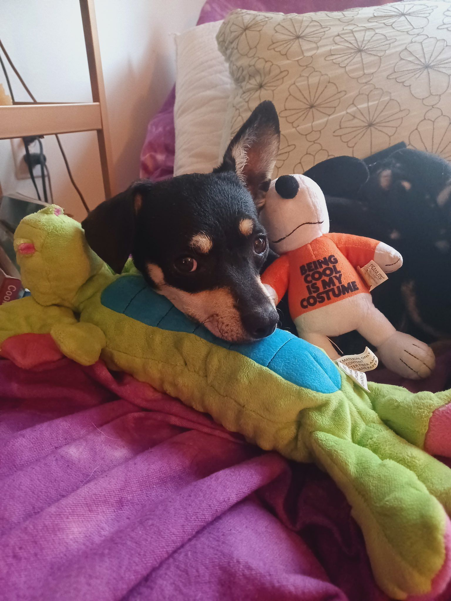 Maxine, the chiweenie mix. She's mostly black with brown eye brows, muzzle and socks. 