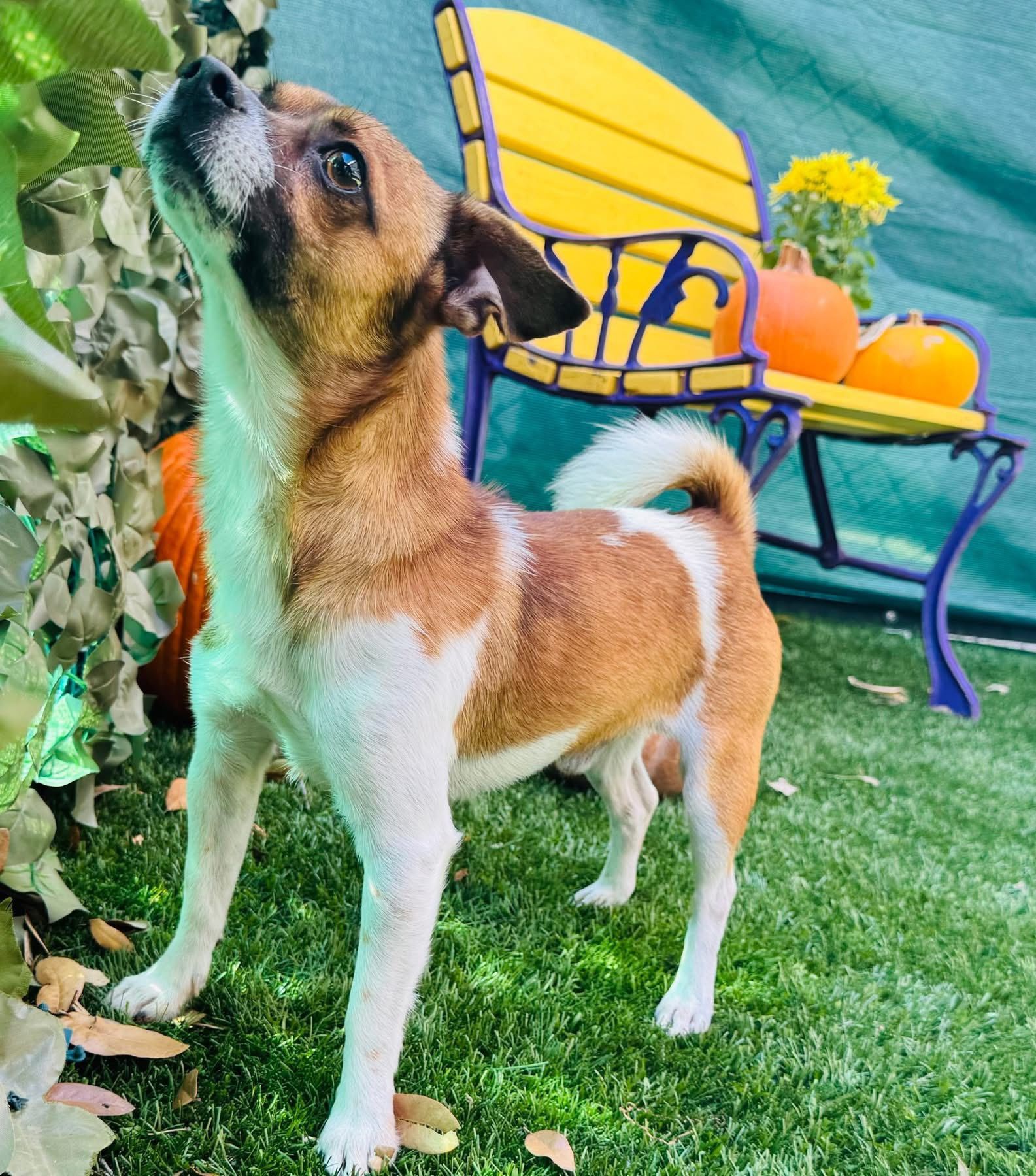 a brown and white chihuahua mix dog, named Obi up for adoption