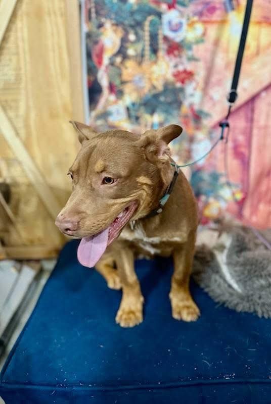 Brown dog with tongue out sits on blue cushion, leash attached, with festive background.
