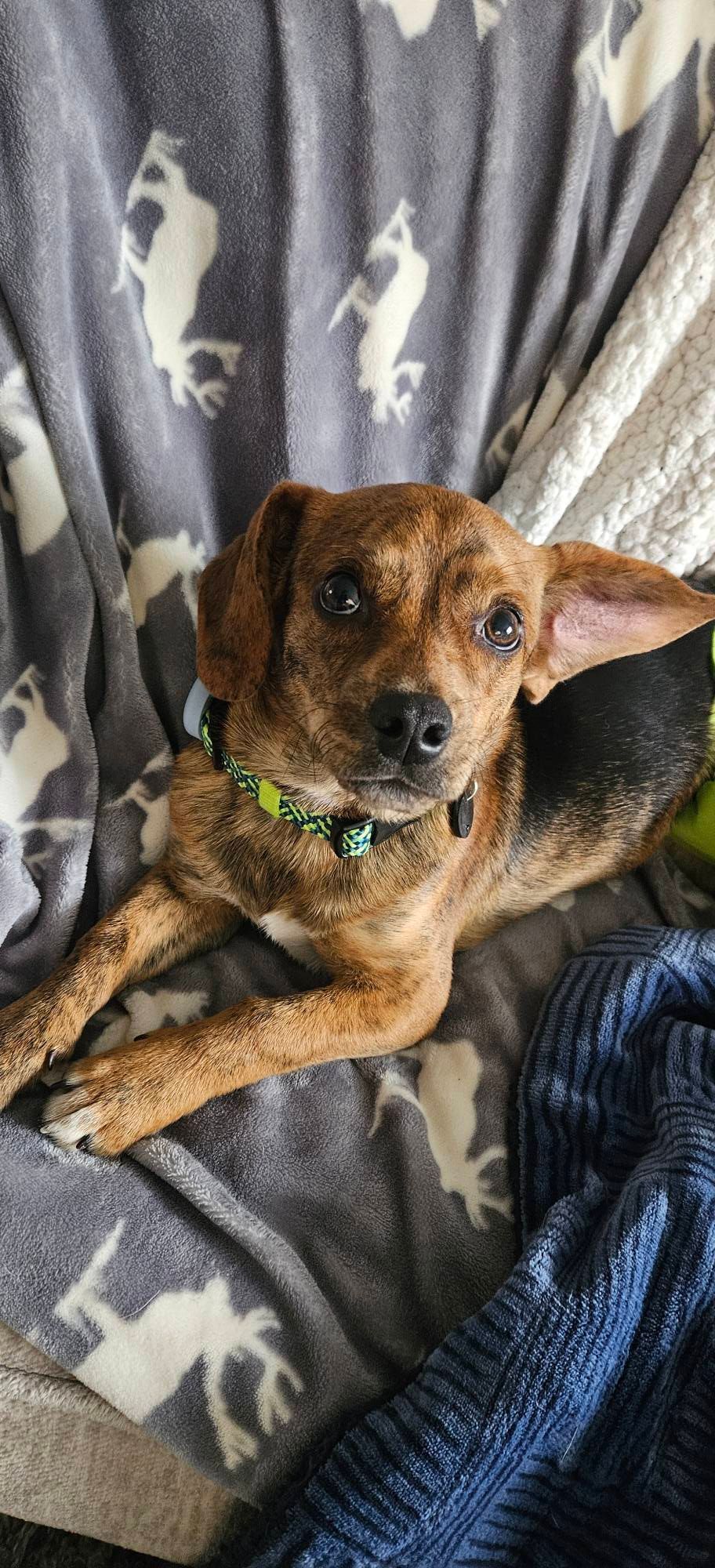 Dog with brindle fur and a green collar lies on a gray blanket with deer patterns.