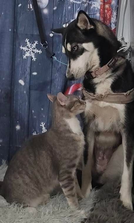 Cat and husky dog looking at each other, against a blue snowflake background.