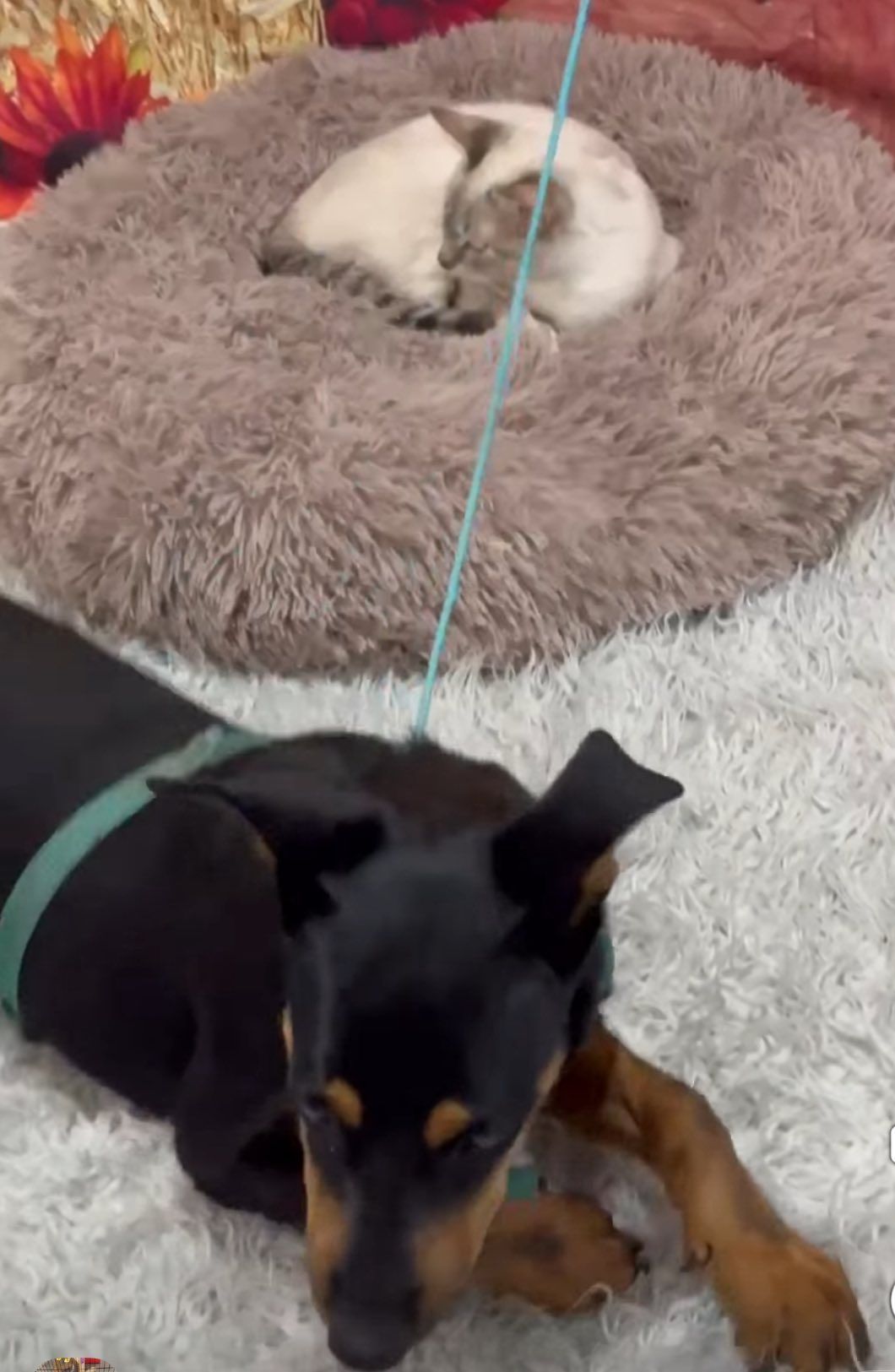 Black and tan dog wearing a green harness lying on a white rug. A white cat rests on a fluffy brown bed, with a leash between them.