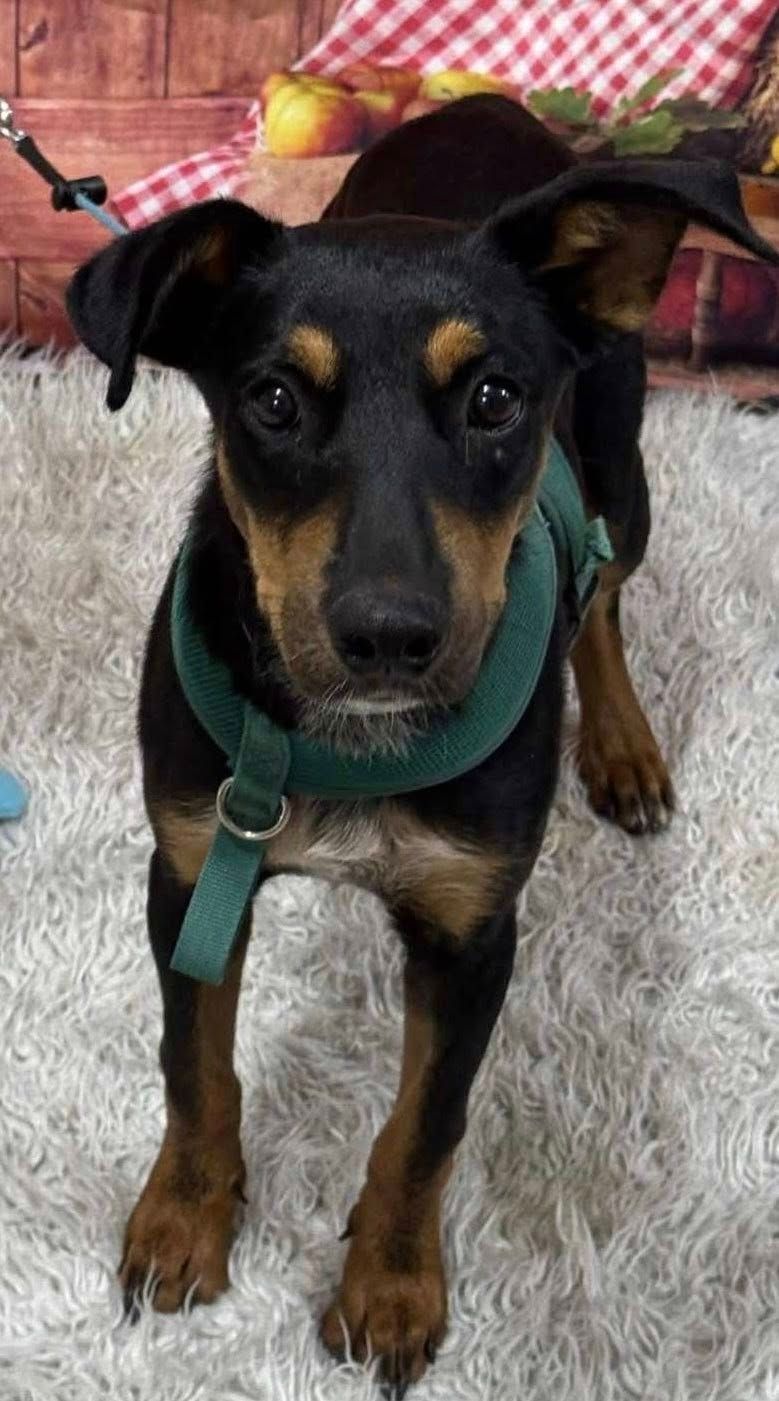 Black and tan dog with perky ears wearing a green harness, standing on a white rug.