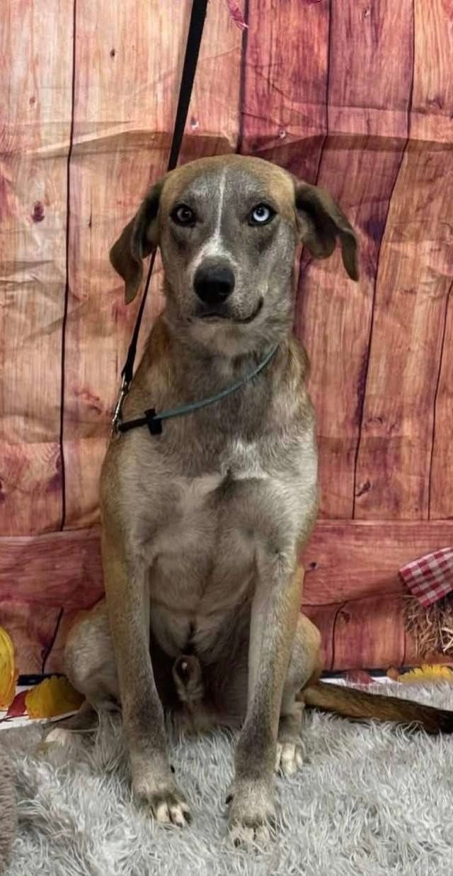 Tan dog with one blue eye sitting, posing against a wooden backdrop.