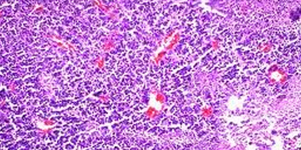 Microscopic view of purple tissue
