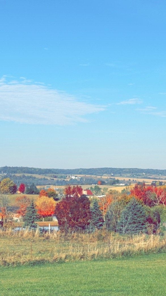 A field with trees in the background and a blue sky in the background.