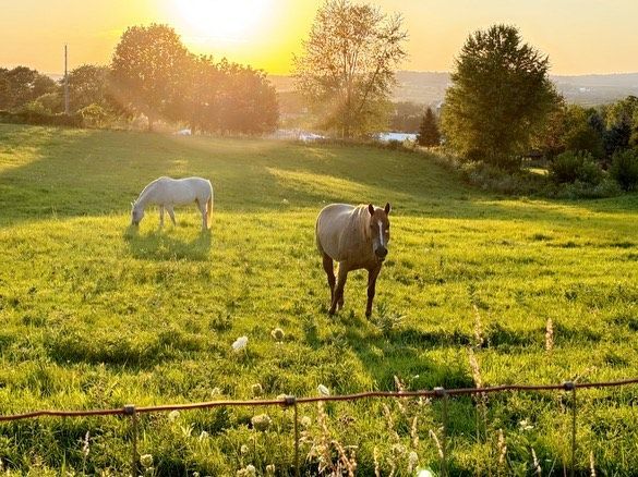 Two horses are grazing in a grassy field at sunset.