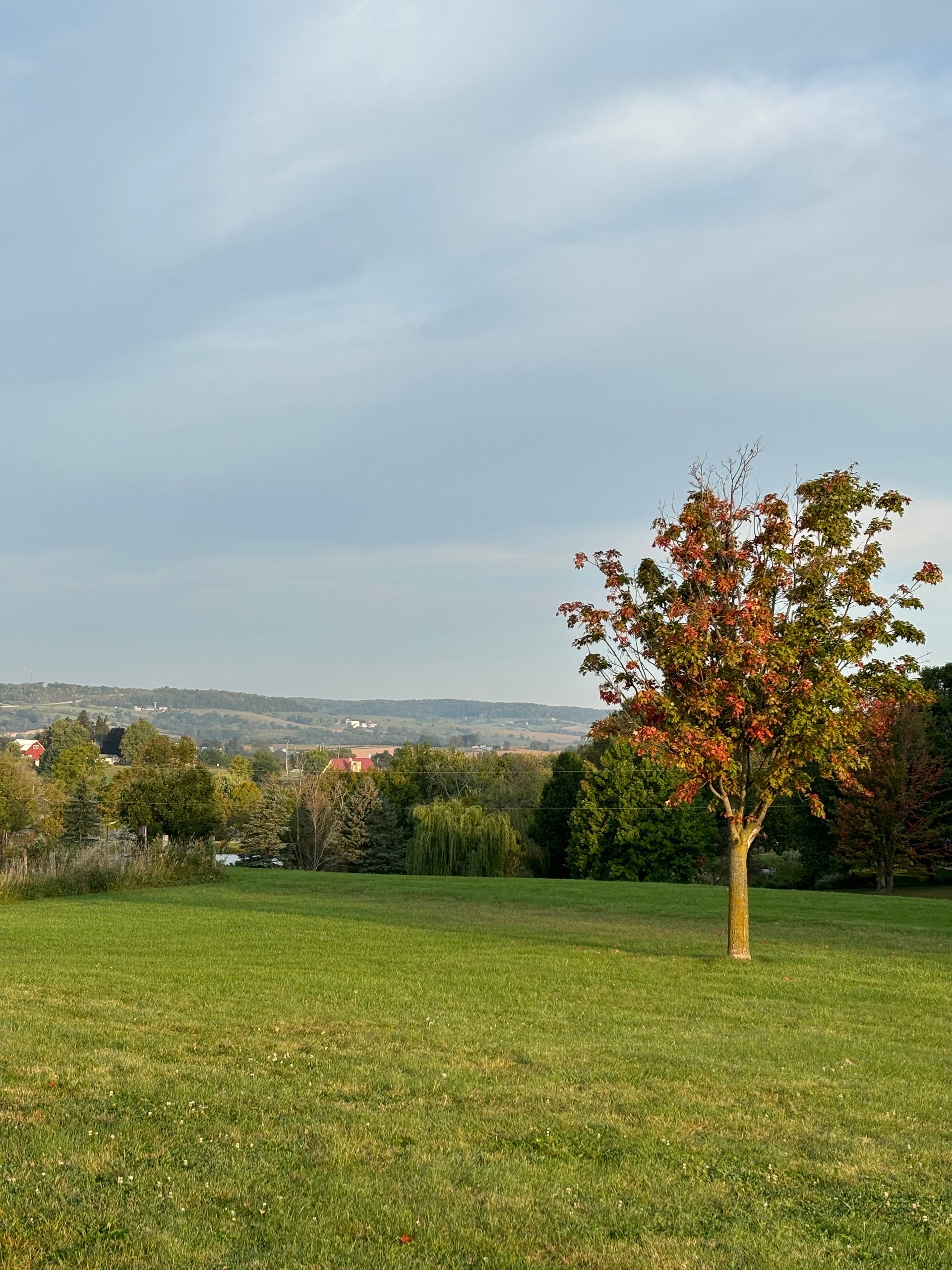 There is a tree in the middle of a grassy field.