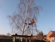 Tree surgery