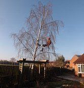 Tree Surgery after