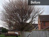 Tree pruning before and after