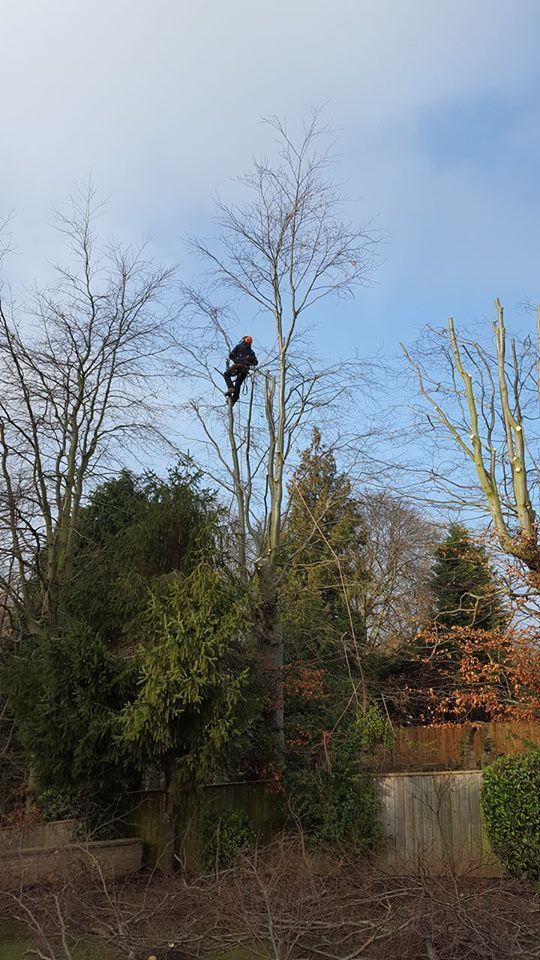 Our projects and services