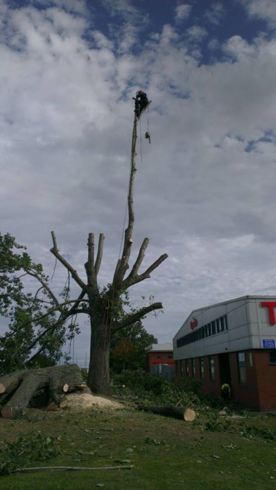 Our projects and services