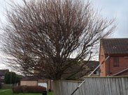 Tree pruning and lopping
