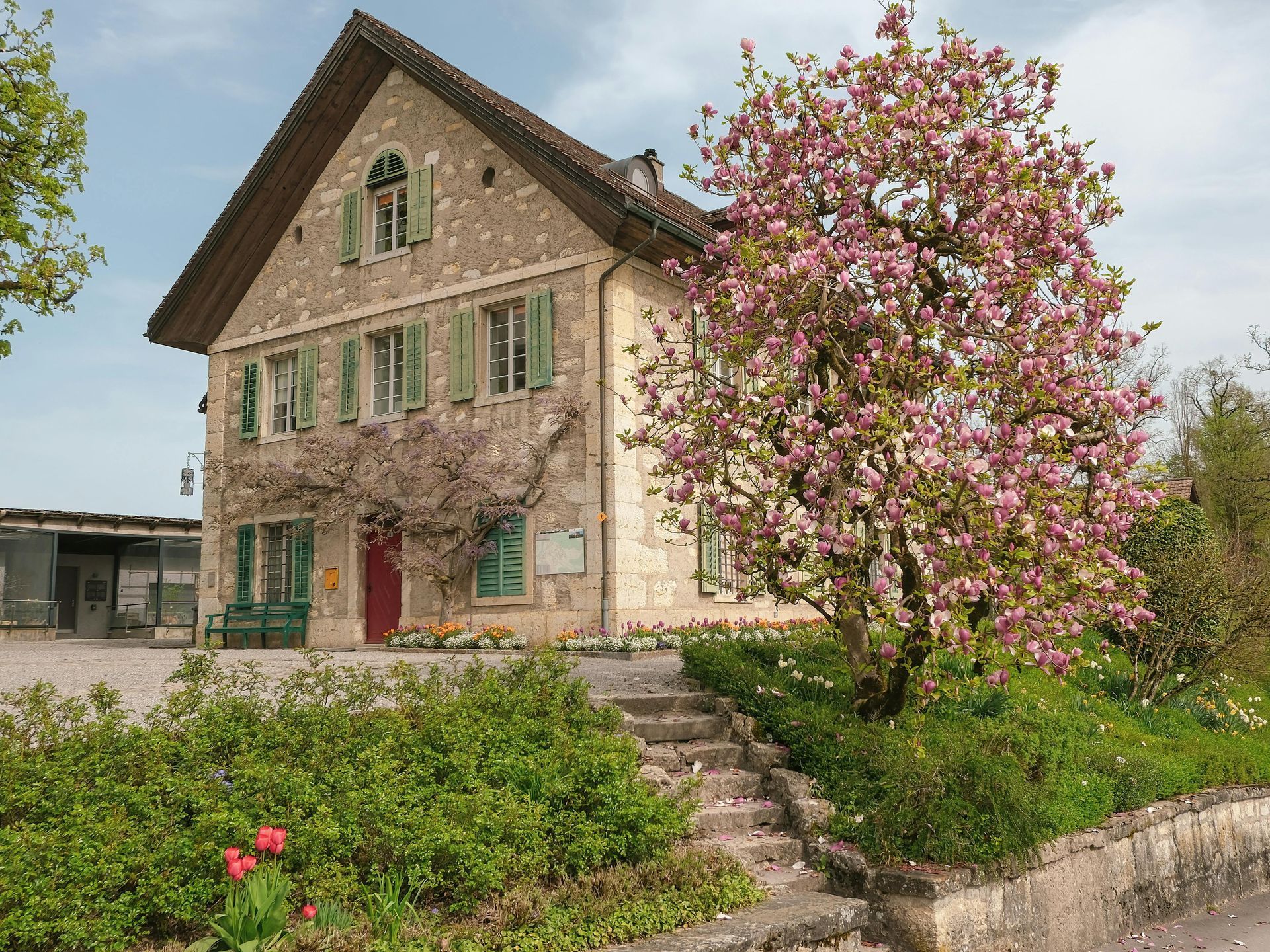 Stone house with green shutters and a blooming pink tree in a garden
