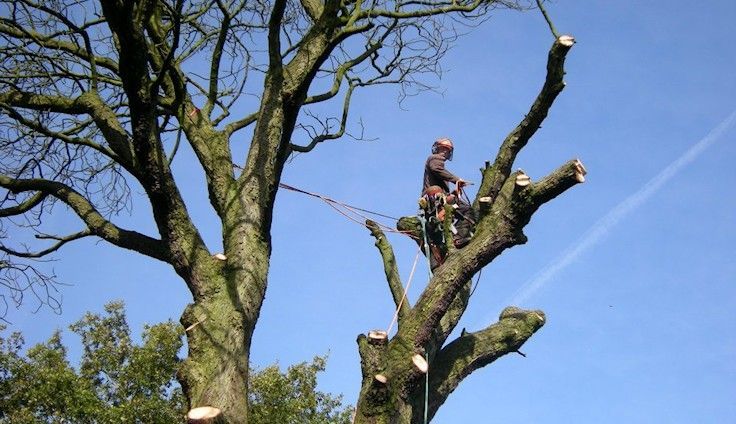 Person pruning a tall tree against a clear blue sky
