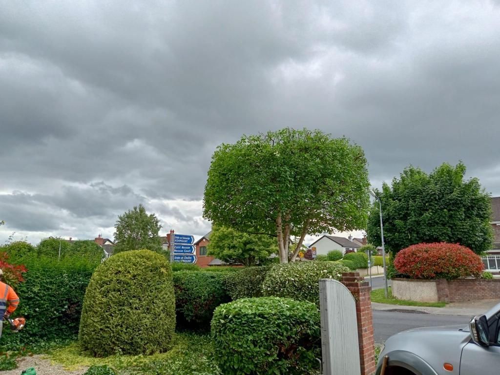 Cloudy suburban street with trimmed trees, hedges, and parked cars in a landscaped neighborhood