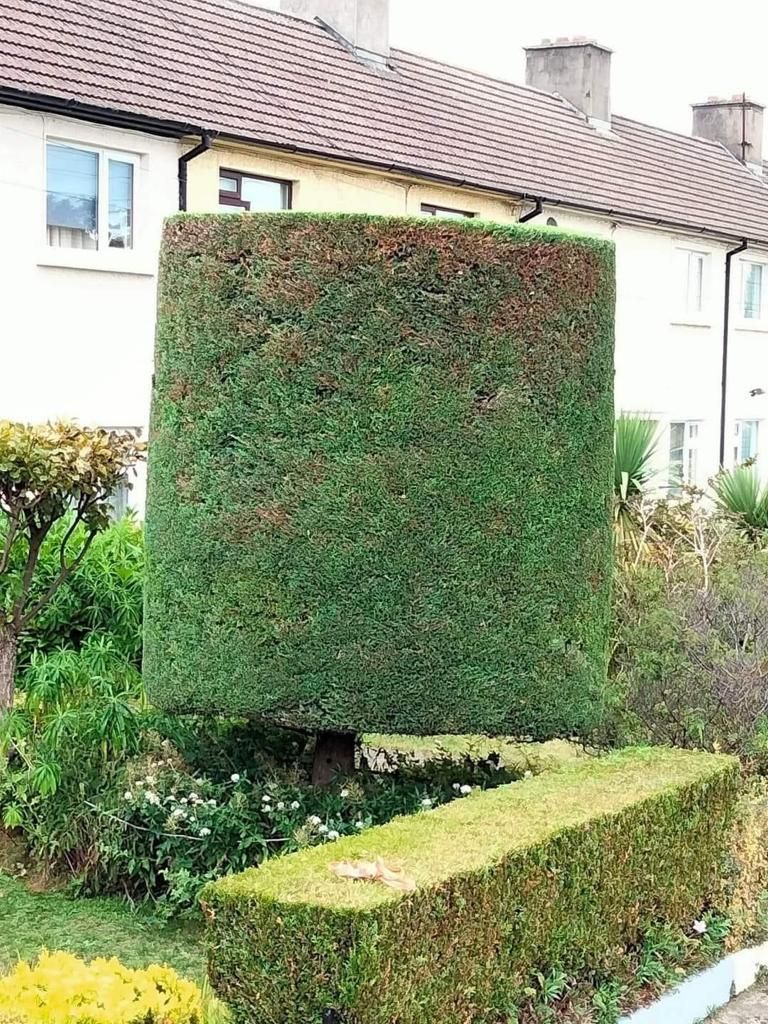 Trimmed hedges in a residential garden with a house in the background
