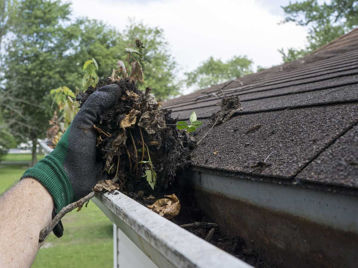 Gloved hand pulling wet leaves and debris from a roof gutter beside dark shingles