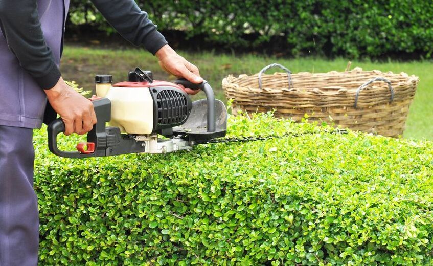 Person trimming a green hedge with a hedge trimmer next to a wicker basket